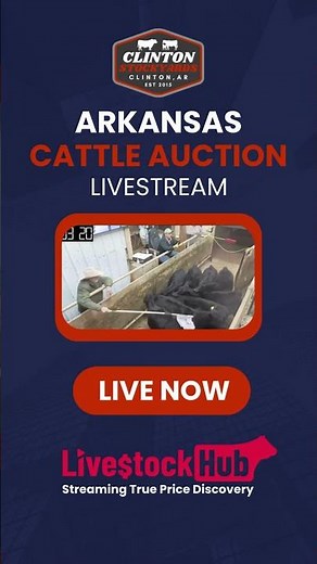 Arkansas Cattle Selling LIVE Today 🐂 #livestockhub #aglivestream #truepricediscovery #cattleauction