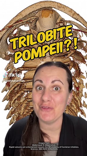 These trilobites…bit off more 🌋 than they could chew! #fossils #trilobite #pompeii #discovery #science #STEM #paleontology #trilobitetuesday