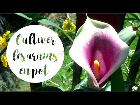 ✿ Culture et entretien des arums en pot pour une belle floraison