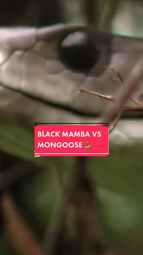 Black Mamba vs Mongoose: The Deadly Showdown in the Jungle