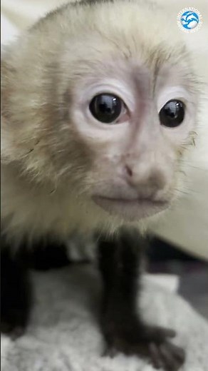 Rescued Monkey Found Tied Up In A House