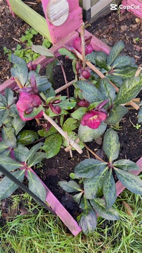 My gorgeous #helleborus 🌸 Hellebore plant, possibly a cultivar like 'Anna's Red' or 'Hello Ruby', known for its striking winter blooms🌸🌸🌸 *Hellebores are hardy, evergreen perennials that provide color when little else is in bloom. *They are known for their deep burgundy or ruby-red, saucer-shaped flowers with a yellow center. *The plant thrives best in dappled or partial shade in a woodland setting. *The flowers attract early pollinating bees to the garden. #allotment #allotmentuk #myhappypl