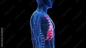 3d rendered medical animation of the costal cartilage