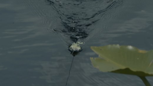 🚨 Not a frog. Not a swimbait. The Zoo Wake is in a league of its own. 🐸🔥 The Snag Proof Zoo Wake blends the profile of a frog with the action of a wakebait, delivering erratic tail kicks and a lifelike surface swim bass have never seen before. 💨 Wind it slow for a subtle wake… ⚡️ Or pick up the pace for a frantic surface kick. 🌿 Weedless design dominates mats, pads, and open lanes with ease. ✅ 4/0 premium double hook ✅ Hollow-body construction ✅ Topwater only – no dive, all surface destruct