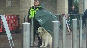 Emotional clips of animals reaching out for help