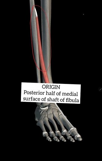 extensor hallucis longus muscle with origin insertion Nerve supply actions|lowerlimb anatomy|mbbs1st