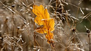 Leaf, Wind, Fall. Free Stock Video