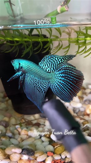 Discover Wild Betta Fish Traits and Care