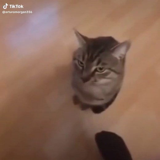 Cat Jumping Meme Compilation