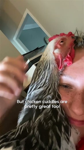 Cute Chicken Loves Cuddling With Human