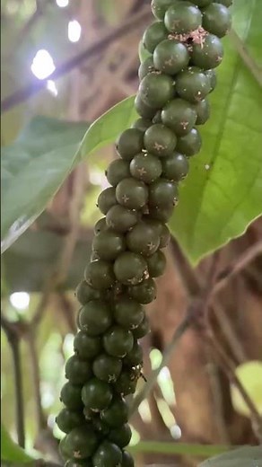 🌿 From Fresh Black Pepper to Pepper Powder | Complete Harvest & Processing Process