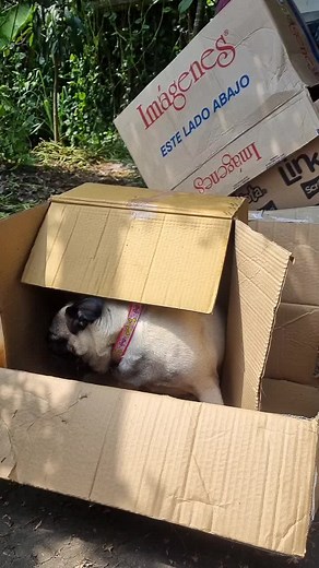 #estoybuscandocasa #pug #mascota #perrostiktokers