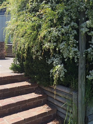 This tree is usually trimmed neat & tidy throughout the year but we decided to let it go for the summer and it has turned out so flourishing & magical. There are SO many insects enjoying it especially the honeybees & native bees, plus some super cute birdies like Rosellas & Fairy-Wrens 🌿 - - #australia #australianflora #bees #backyard #tree
