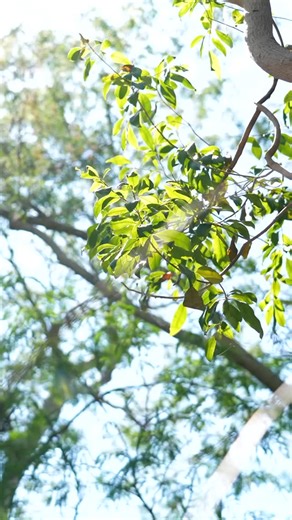 The Design Build Studio at the University of Miami School of Architecture—led by Professor Rocco Ceo and Lecturers Jim Adamson and Jake Leonard—immerses students in every stage of architecture, from concept to construction. Through hands-on projects that serve underserved and nonprofit communities, students gain a deep understanding of craft, material, and civic impact. Spring 2026 applications: Interest and essay due to Rocco and Jim by noon on Friday, October 31. #USoA #DesignBuild #Architectu