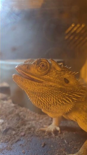 Elmo #zoo #animals #zooanimals #reptiles