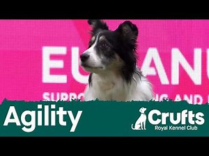 Agility Crufts Novice Cup Final - Medium (Agility) | Crufts 2026
