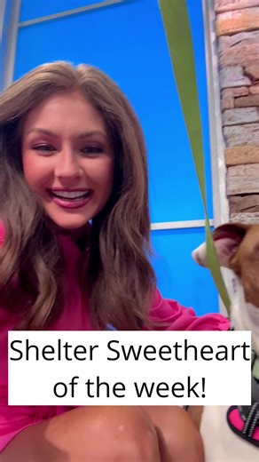 Meet Patsy, this week's Shelter Sweetheart from Best Friends Pet Resource Center!