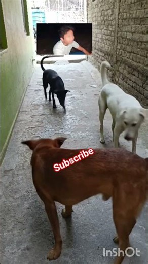 Magic dogs #share #subscribe #dogs