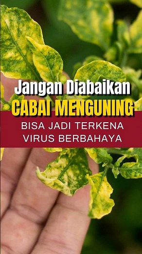 DON'T IGNORE THIS! YELLOWING CHILI PLANTS COULD HAVE A DANGEROUS VIRUS #ipbdigitani