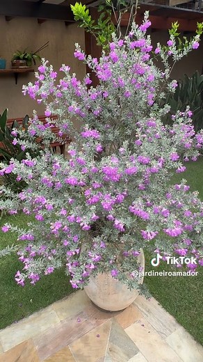 Chuva de Prata: Dicas para Cultivar essa Maravilha