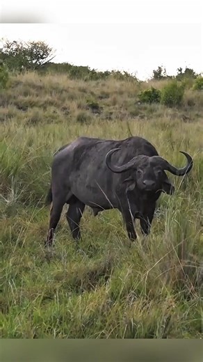 The Razor's Edge: A Savannah Standoff