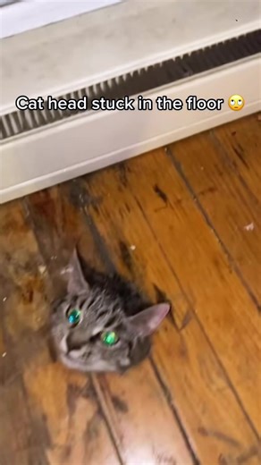 Hilarious Moments of Cats Getting Stuck