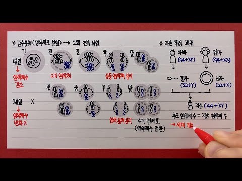 Meiosis (reproductive cell division)