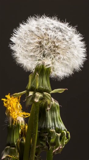 Dandelion Blooming in Slow Motion 🌼 Nature’s Magic | #shorts #viralvideo