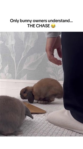 Understanding Rabbit Behavior During Playtime