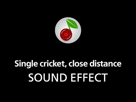 🎧 Single cricket, close distance SOUND EFFECT