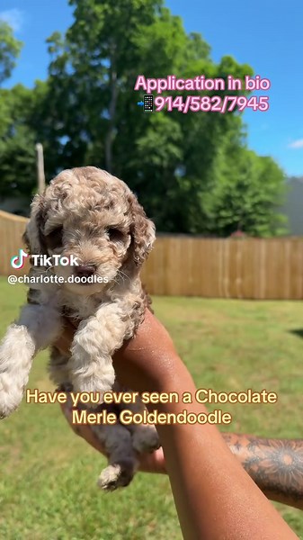 Discover the Unique Chocolate Merle Goldendoodle