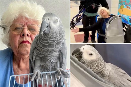 Grandma stranded with emotional support parrot in Puerto Rico finally home in NYC