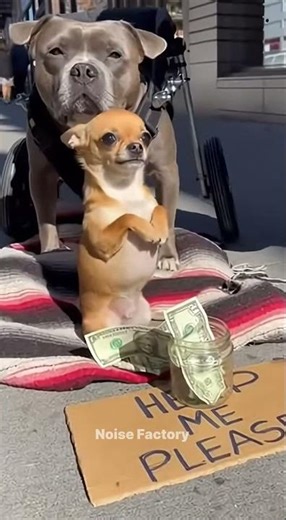 “When Even Dogs Start Hustling 😂🐾💵”#shortvideo #viralvideo #chihuahuafanclub