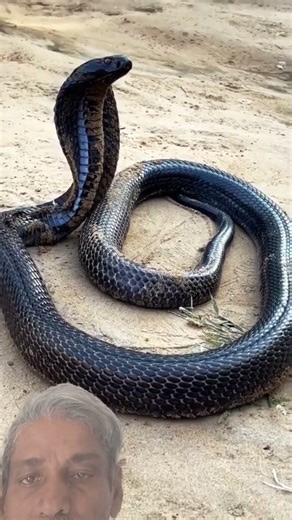 raja nagam #venomouscreatures #snake #cobra #kingcobra