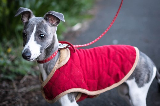 How Much Should A Healthy Whippet Weigh? - WhippetCentral