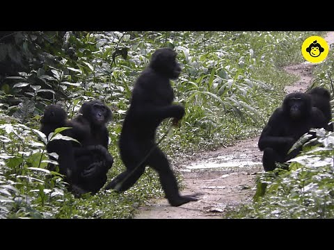 Walking on the road among wild bonobos! 【Observations of Bonobos #20】