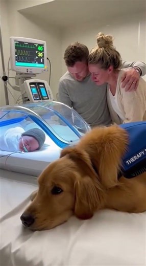 Therapy Dog Comforts Family in NICU