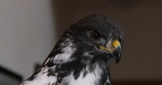 'Spokane's very own Seattle Seahawk,' meet Taima the actual hawk