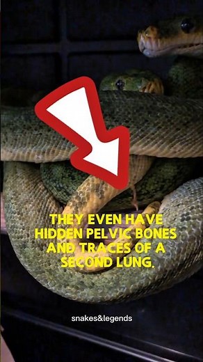 Snakes Have Tiny Legs?! 🐍 #SnakeFacts #Python #Nature