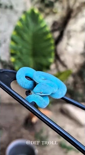 “World’s Most Beautiful Blue Snake! 😱💙🐍”