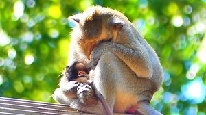 Update!! Poor Monkey Viola Is Very Exhausted Hug Her Baby Lay Down On The Roof | Silence Music