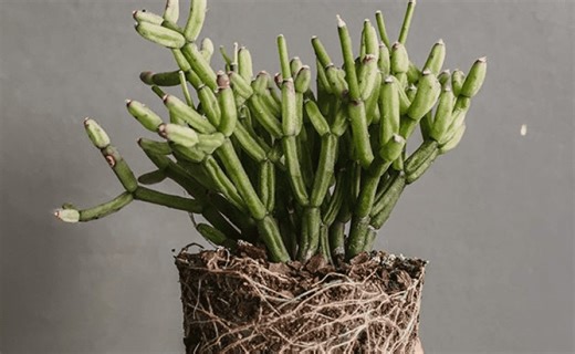 Rhipsalis: tipos, cuidados e como plantar esse gênero de cacto