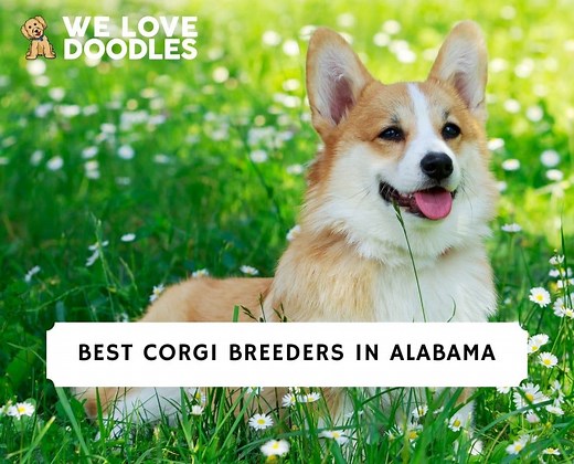 5 Best Corgi Breeders in Alabama! - We Love Doodles
