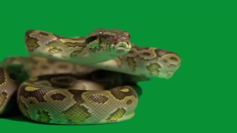 clip-4007005925-large-python-rests-coiled-on-ground-head