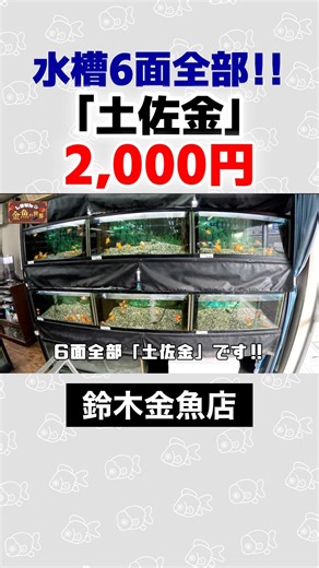 [Tosa Gold] The largest goldfish store in the area! A wide selection of Yatomi-produced goldfish ...