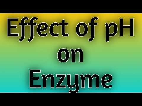 Effect of pH on Enzyme Activity || Effect of pH on velocity of enzyme catalysed reaction