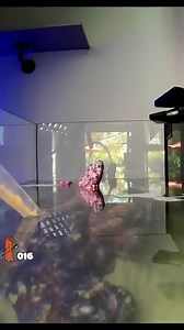 Build the aquarium of your dreams with Bulk Reef Supply! FREE Shipping Over $49 🚚🚛 365 Day Risk Free Returns 📦↩️✅ | Bulkreefsupply.com - Saltwater Aquarium Supplies