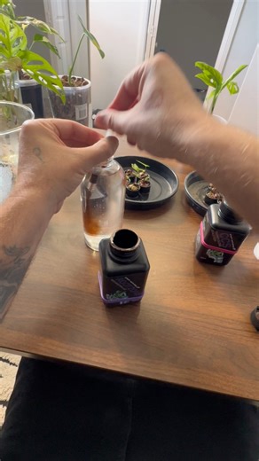 How to propagate Alocasia corms #alocasia #alocasialover #plantsofinstagram #plantsmakepeoplehappy #plantaddict #houseplants #plants #indoorplants #plantlover | Roots Ṉ Leaves