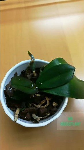 Orchid watering (How to water an orchid properly & not kill it)
