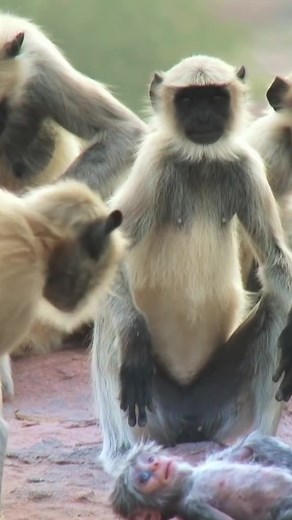 Monkey funeral for a fake robot monkey?! 🤖 🐒 #Monkey #Primates #Fyp